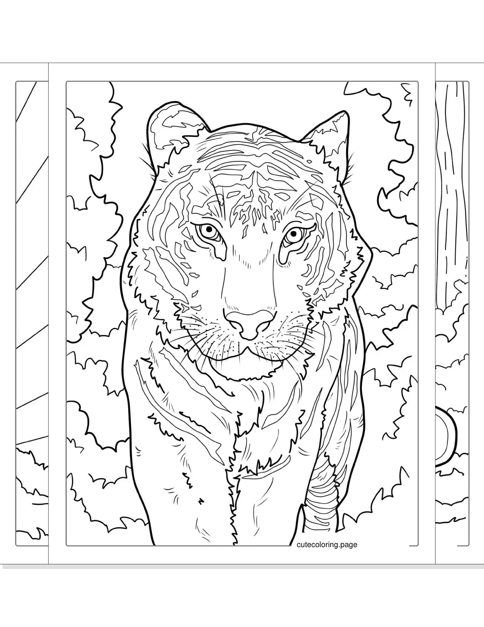 tiger coloring pages coloring page