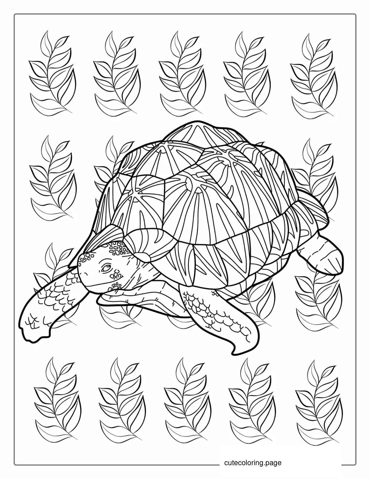 Box Turtle Coloring Page coloring page